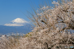 満開の曽我梅林