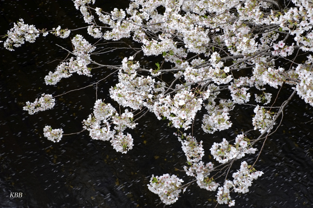 桜吹雪が川を舞う