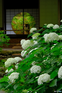 花と一緒に眺める