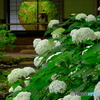 花と一緒に眺める