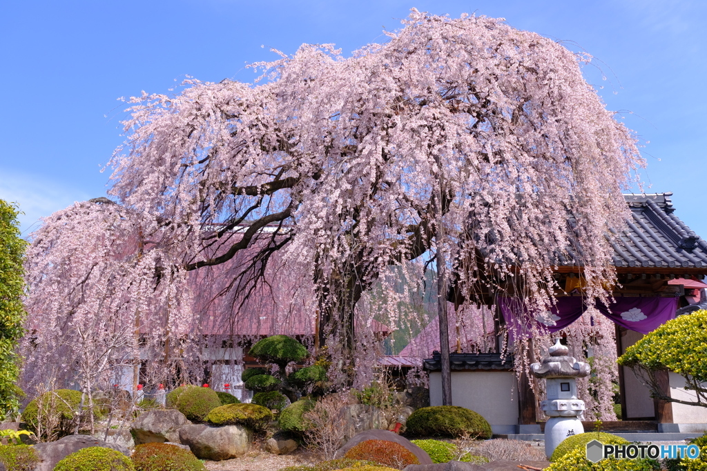 周林禅寺ボンボリ桜