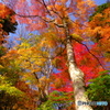 紅葉パレット