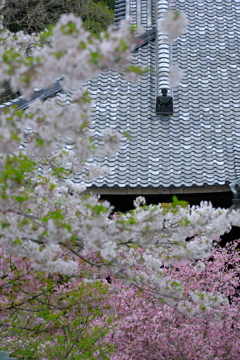 鬼瓦の花見