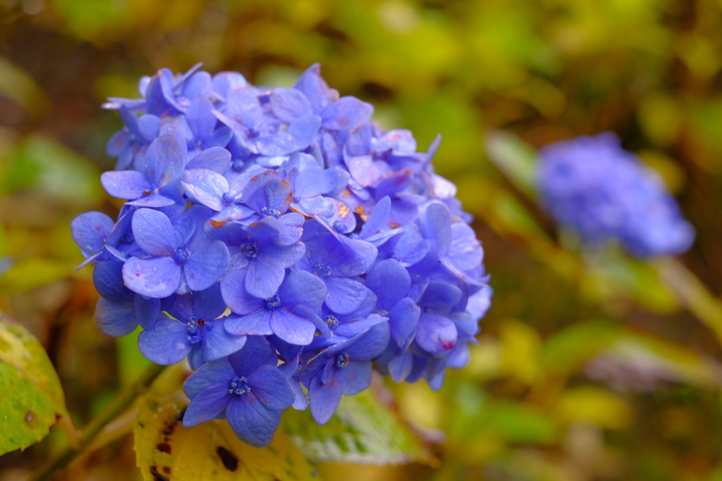 十二月の紫陽花