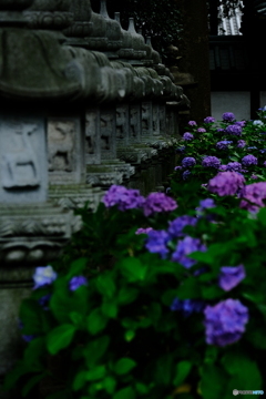 由緒寺院に咲く。