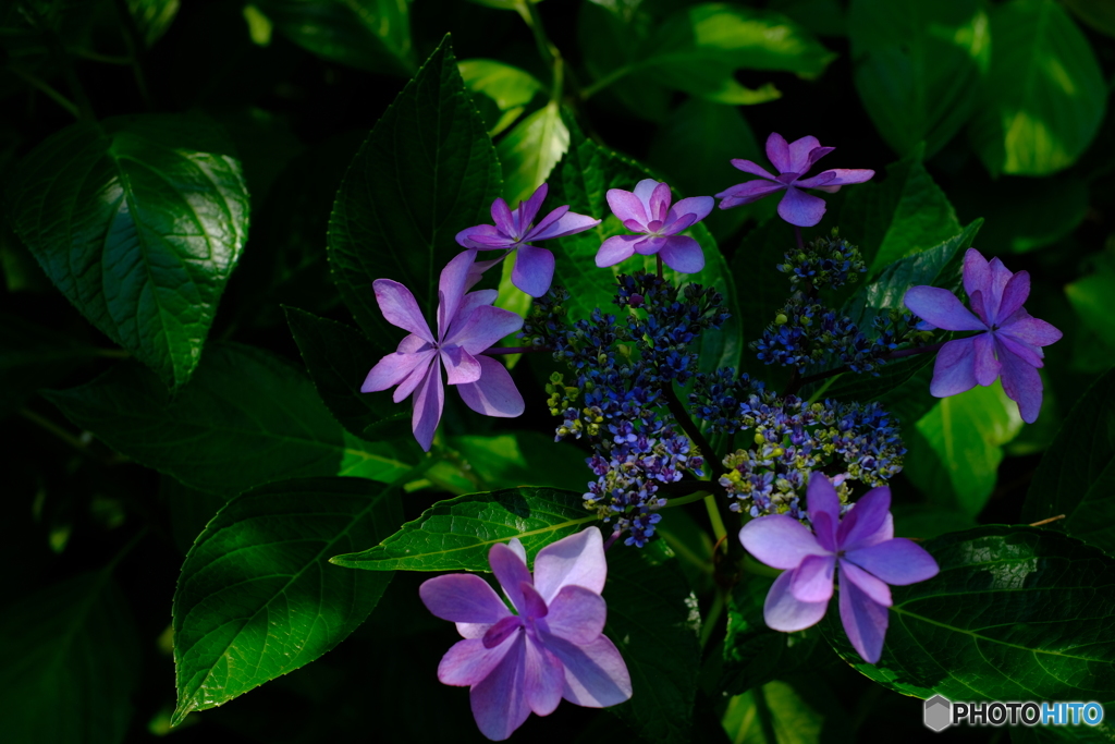 八重咲き紫陽花