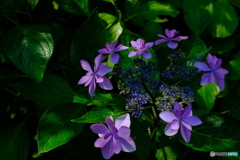 八重咲き紫陽花