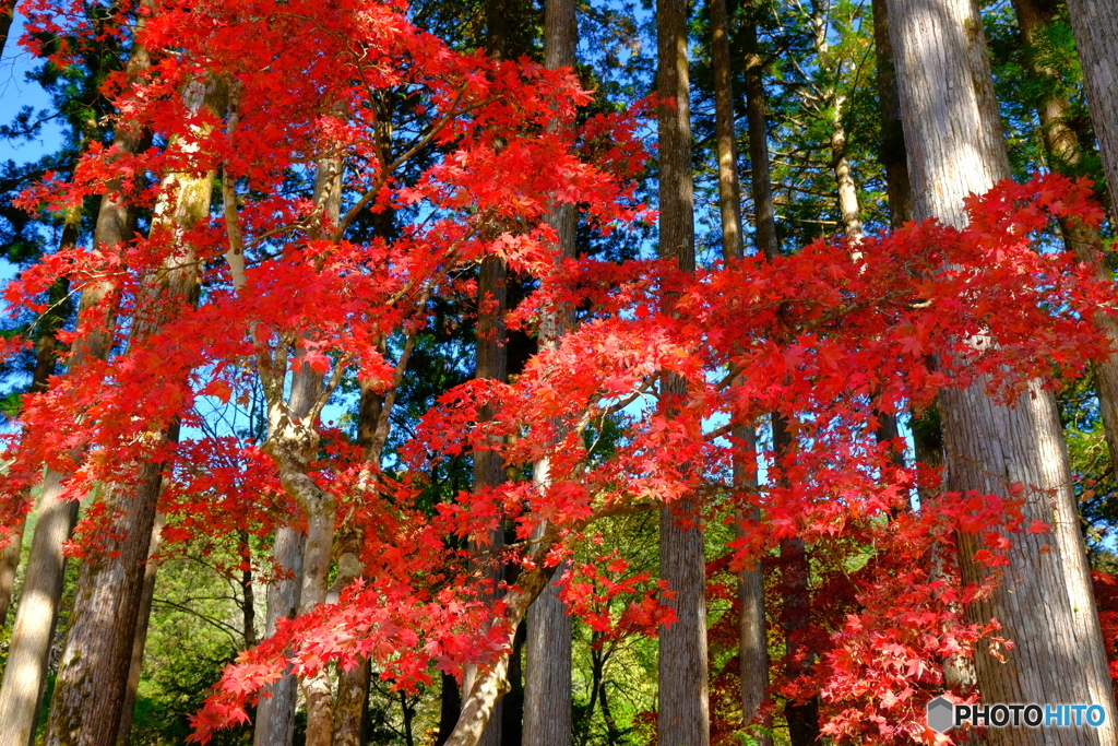 真紅の時季