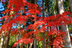 真紅の時季