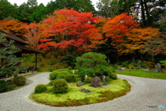 曼殊院門跡・庭園