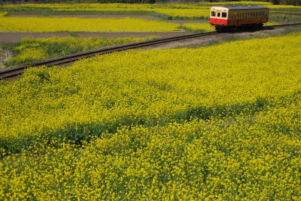 春の中へ