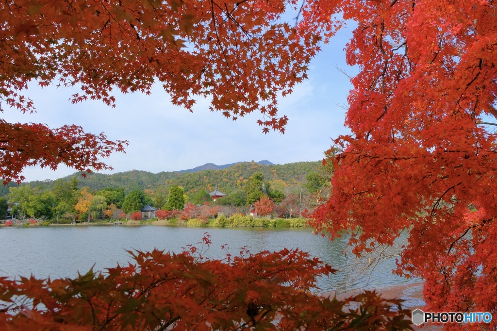 大沢池の秋