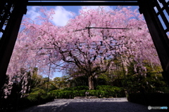 妙心寺　退蔵院