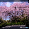 妙心寺　退蔵院