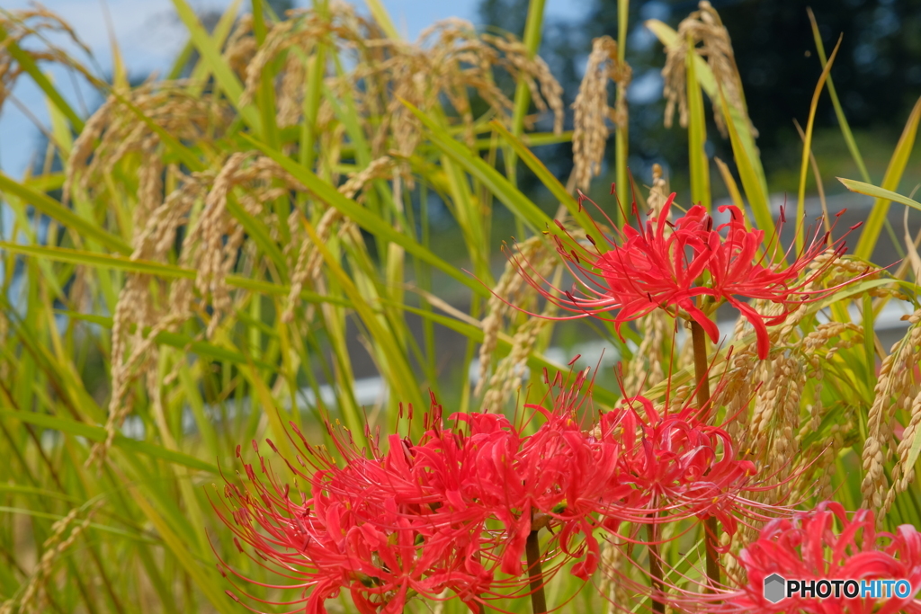 Rice ＆ Lycoris　