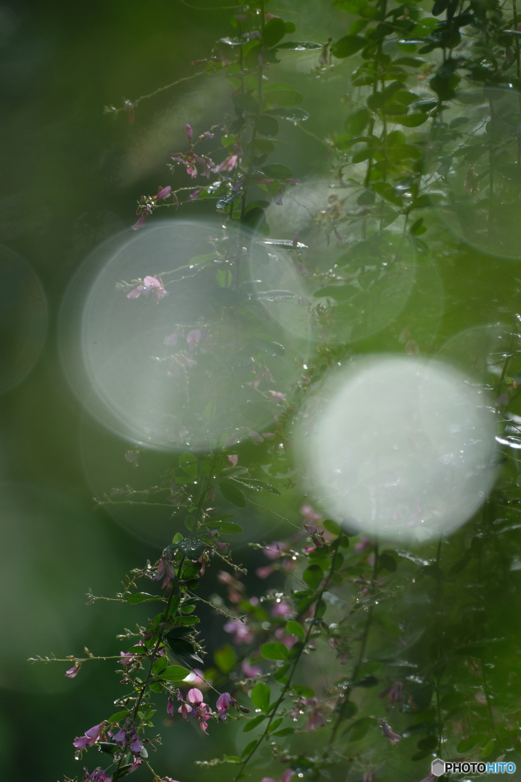 雨ハギ