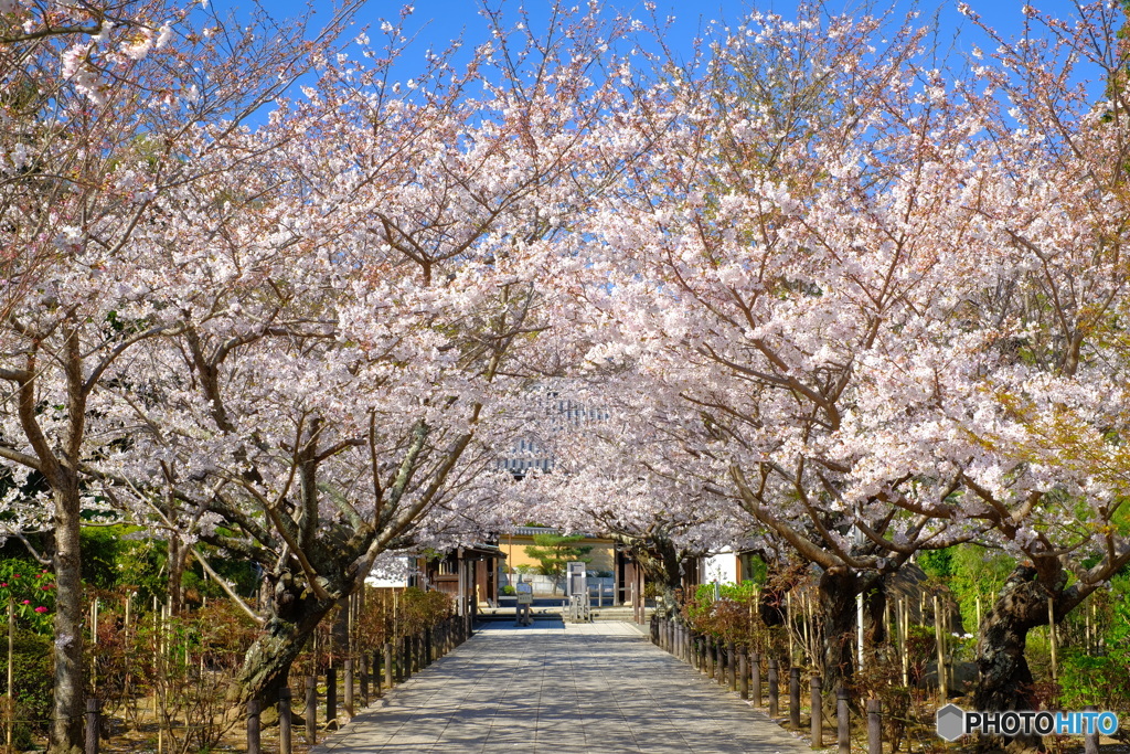 建長寺参道