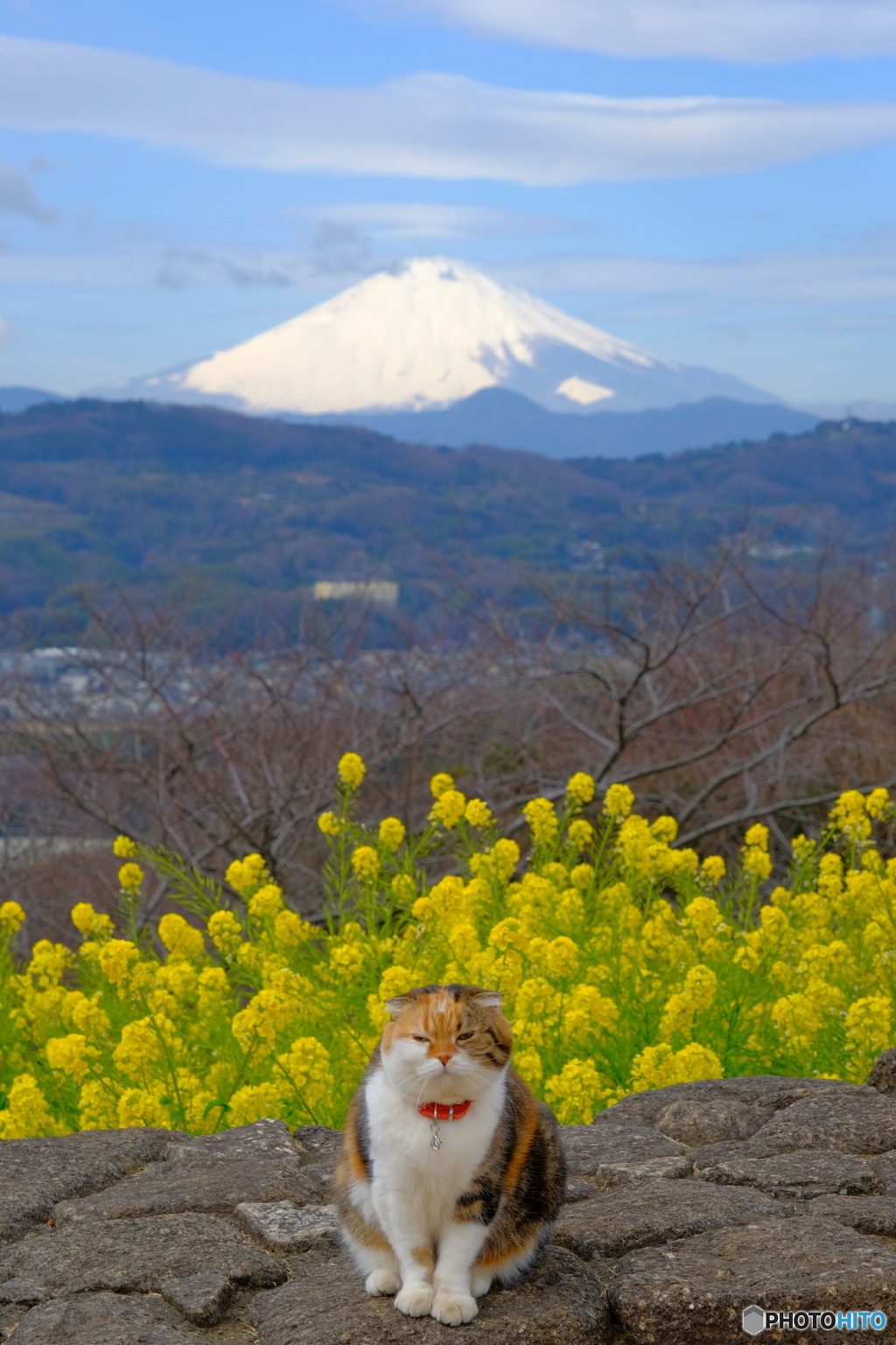 吾妻山の名猫