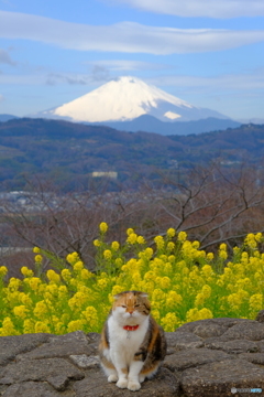 吾妻山の名猫