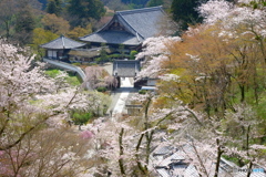 春の長谷寺