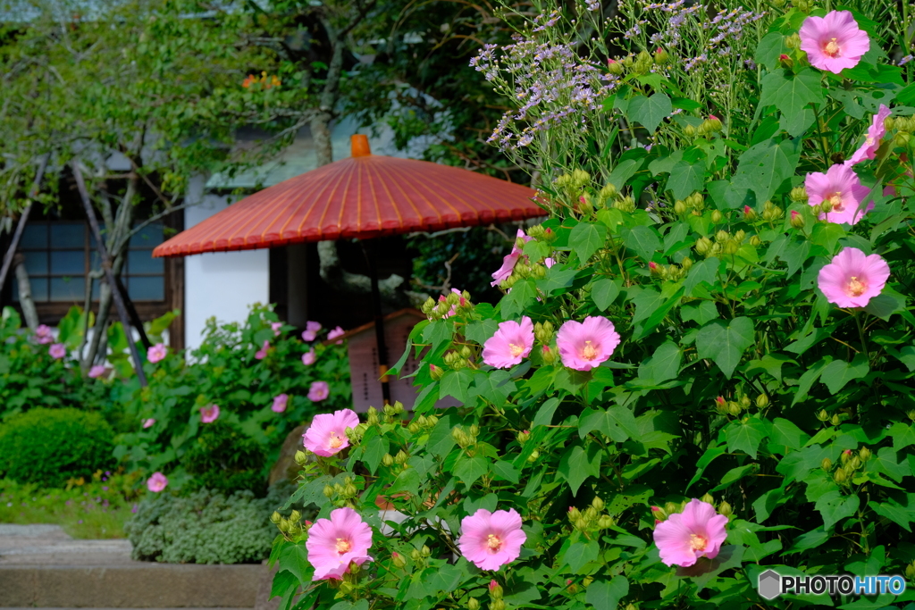 芙蓉の咲く頃