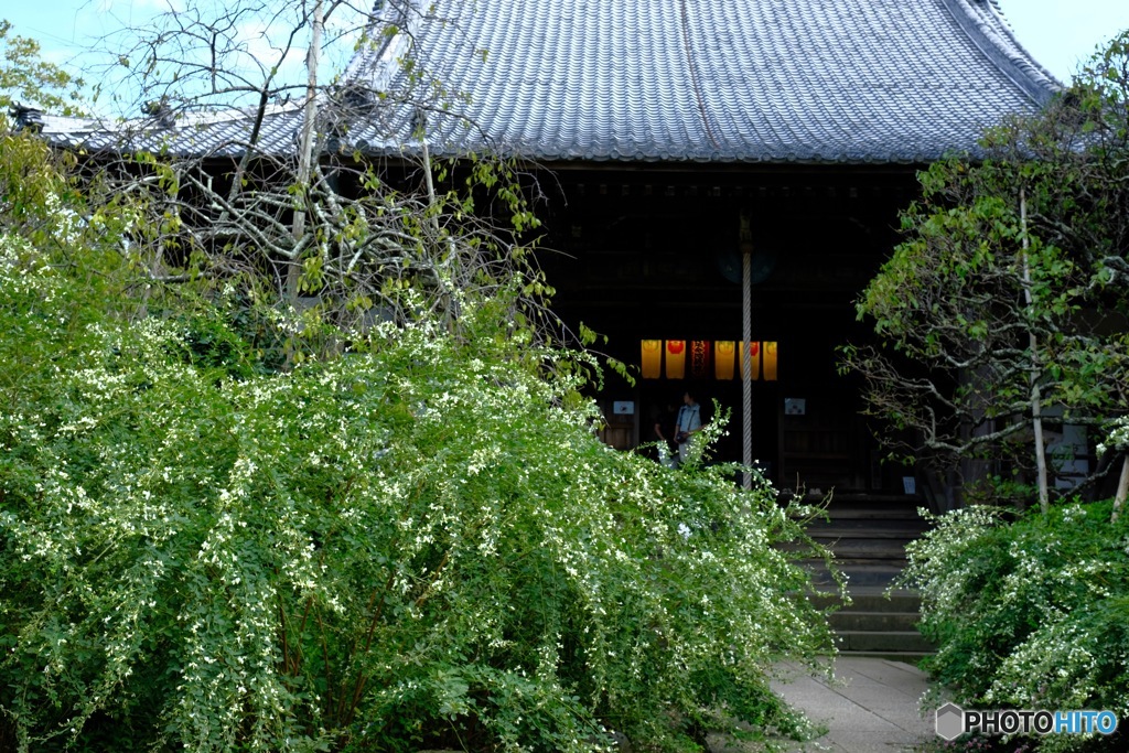 萩寺の萩