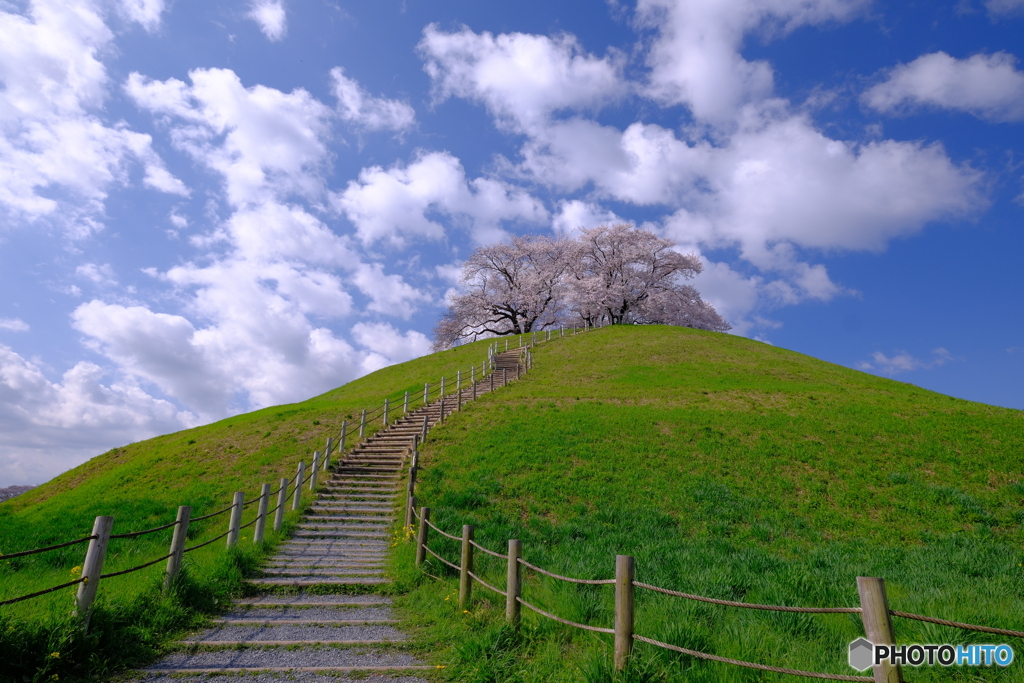 春風吹く古墳桜