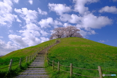 春風吹く古墳桜