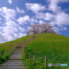 春風吹く古墳桜