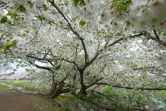 川に咲く大島桜の大木