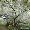 川に咲く大島桜の大木