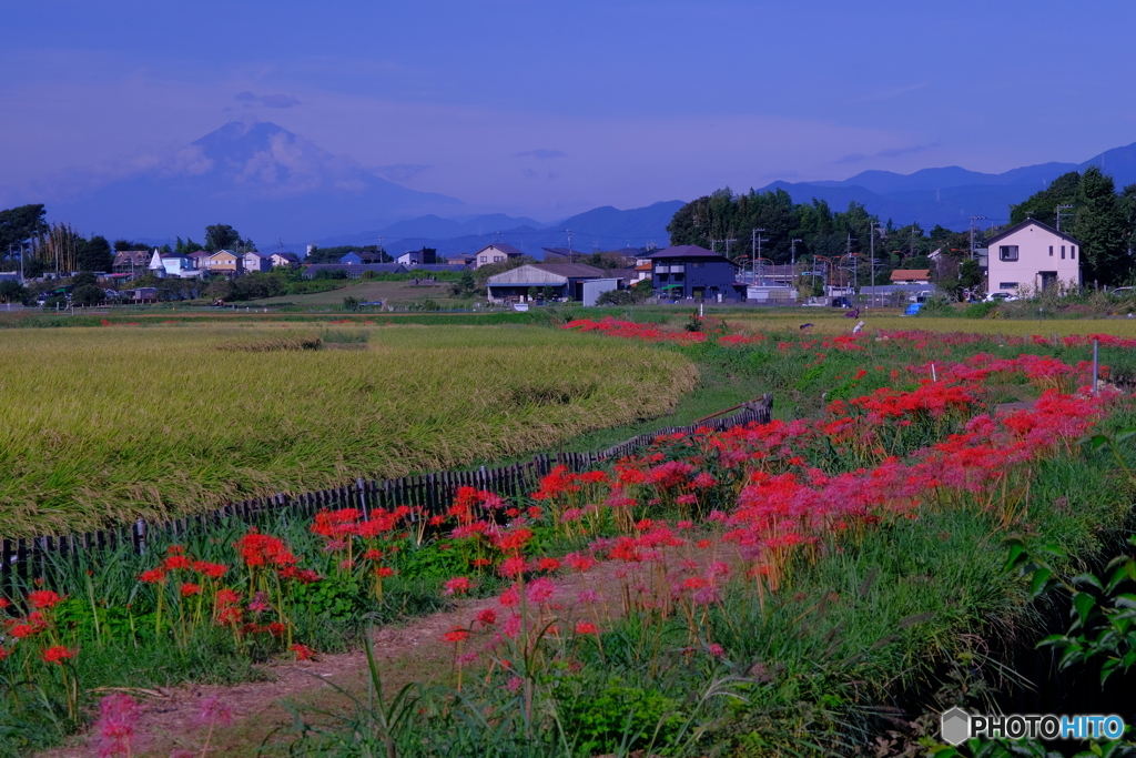 小出川からの富士