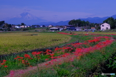 小出川からの富士