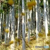 妖精が棲む森
