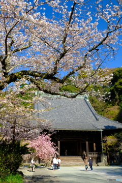 桜と祖師堂