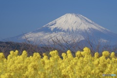 吾妻山公園から