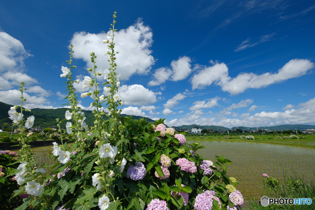 立葵と紫陽花