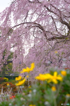 山下公園の枝垂れ桜