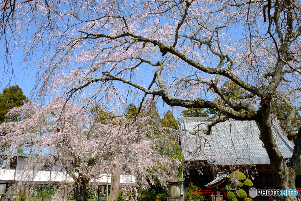妙宣寺の桜