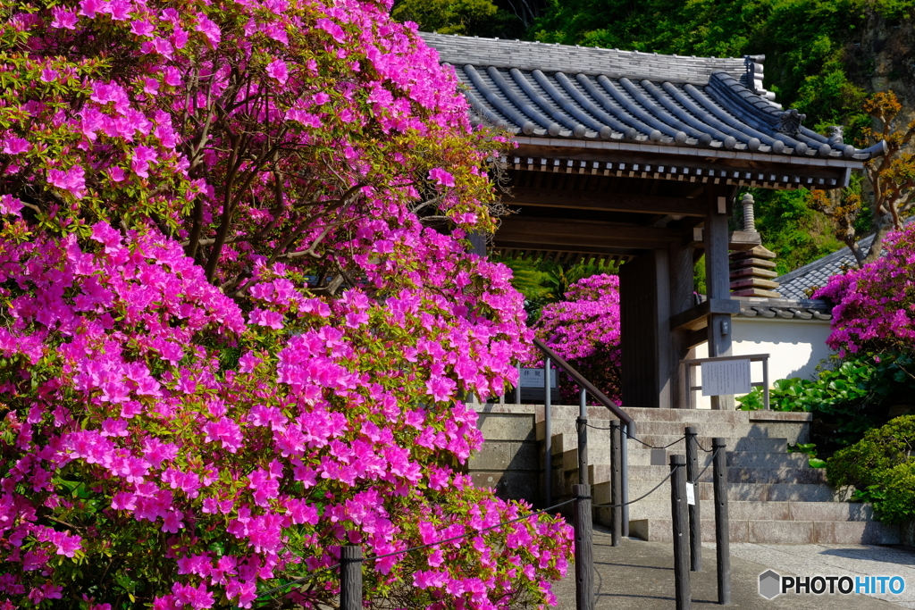 鎌倉のツツジ寺
