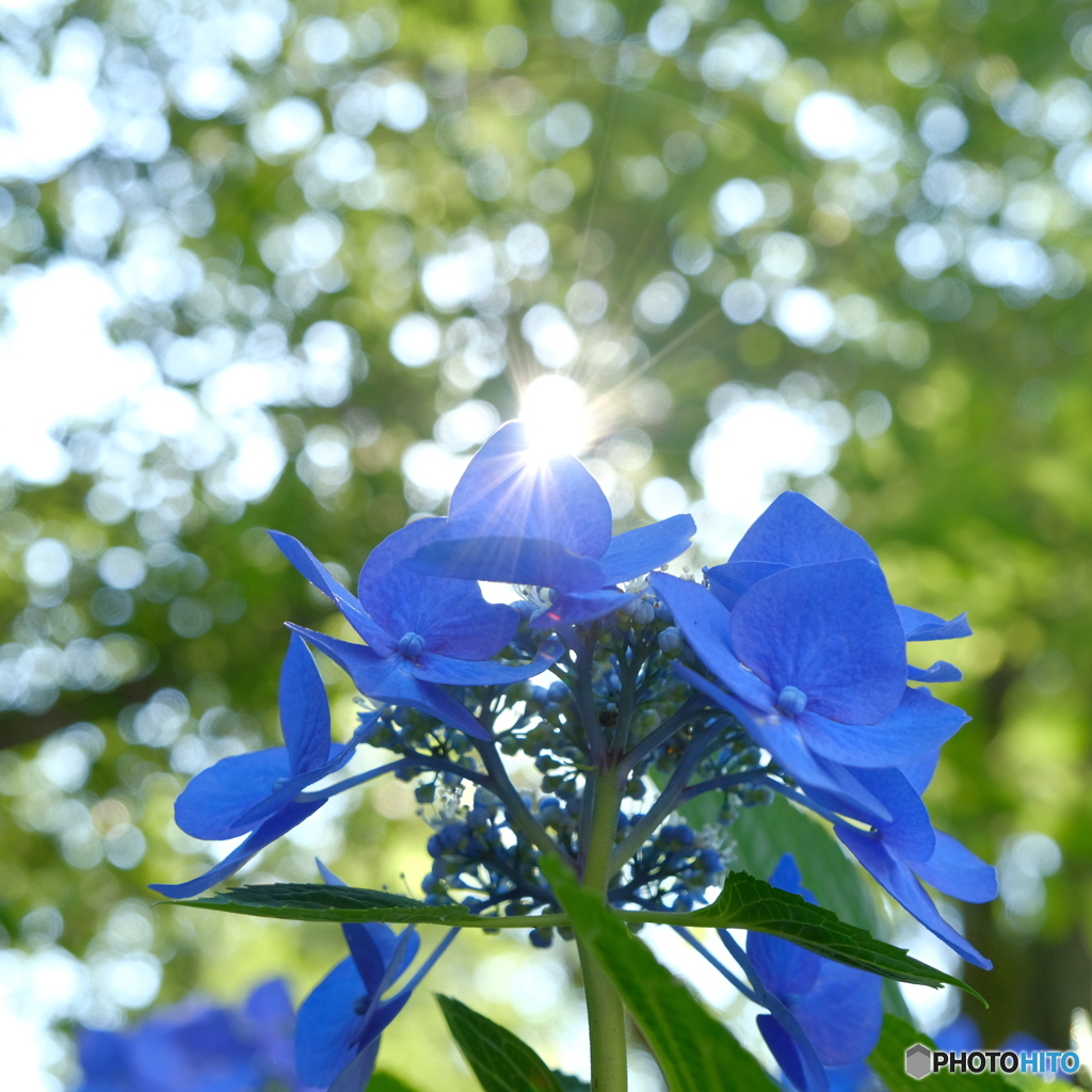 煌めく紫陽花