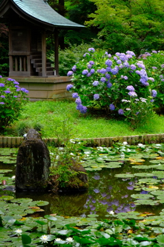 松戸のあじさい寺