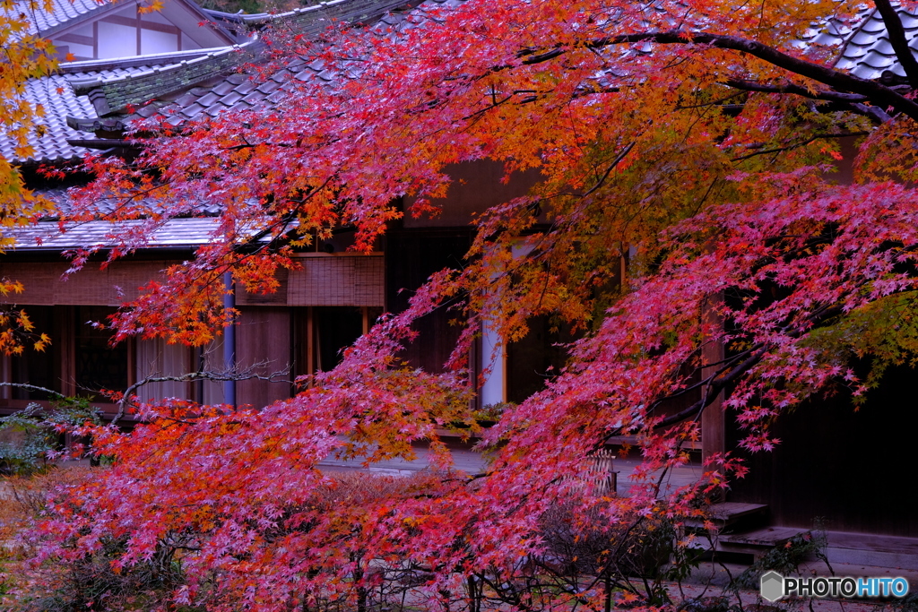 雨の鎌倉・明月院