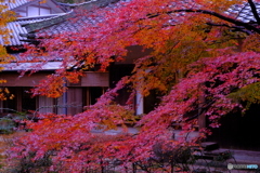 雨の鎌倉・明月院