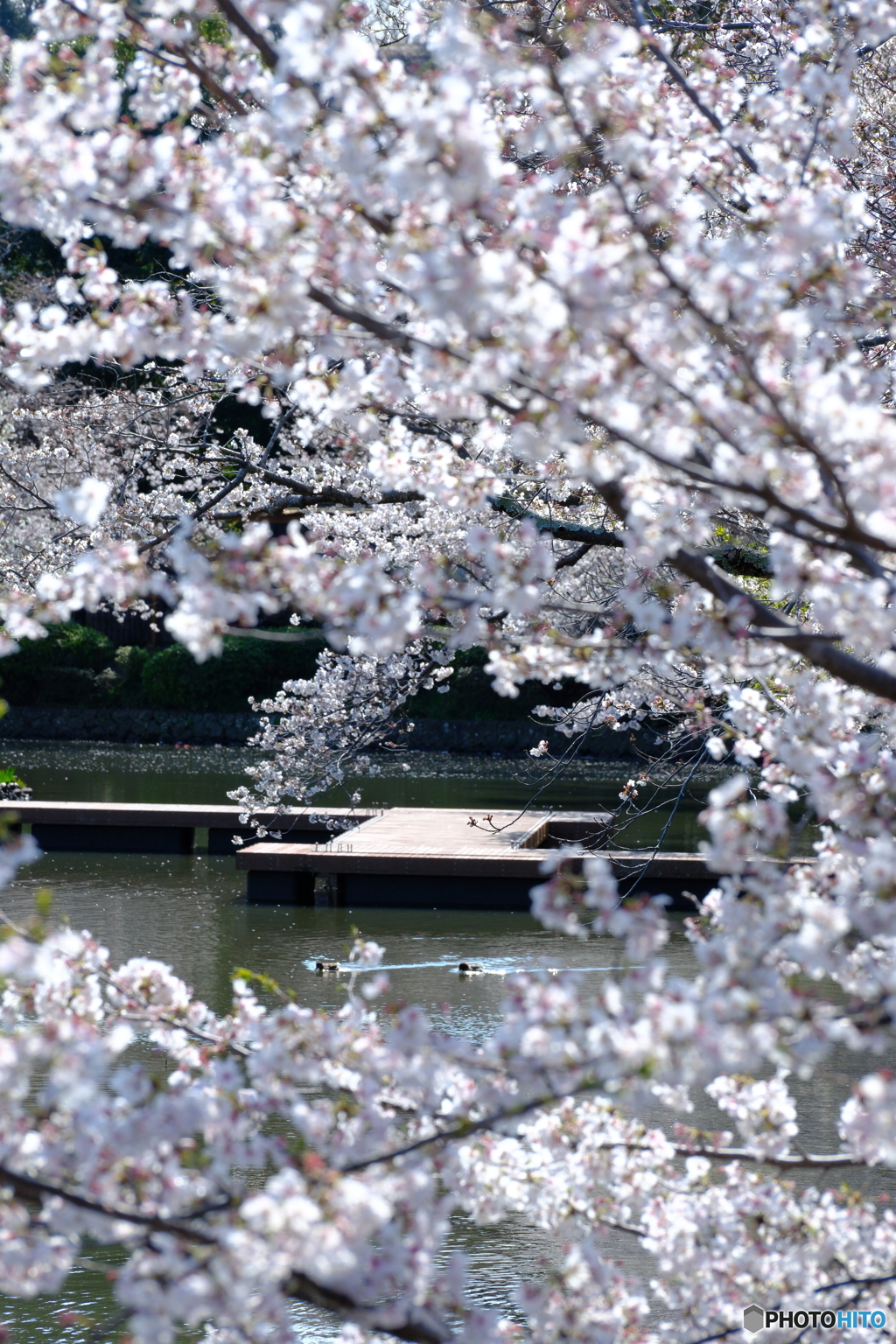 桜のステージ