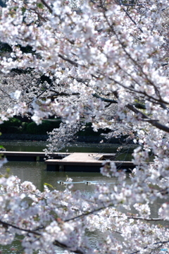桜のステージ