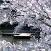 桜のステージ