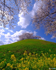 さきたま古墳公園　丸墓山古墳