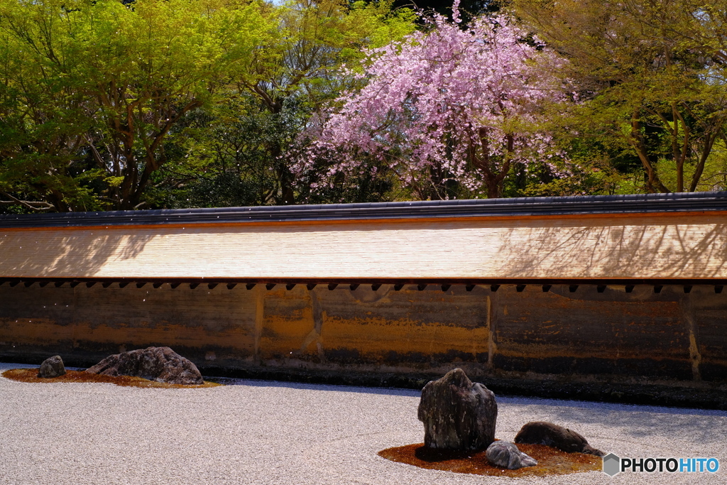 桜吹く石庭