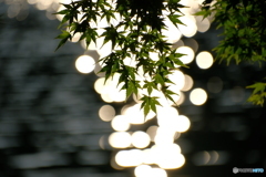 湖畔の夕光り